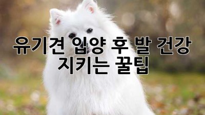유기견🐶 입양 후 발🐾 건강 지키는 꿀팁!